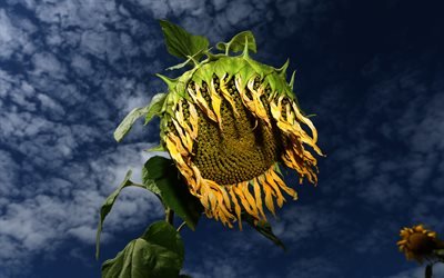 Поле, Подсолнух, Sunflower