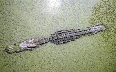 Большой, Крокодил, Трава, Таиланд