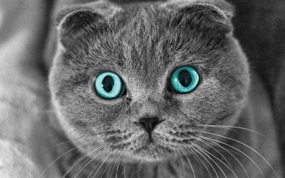 Шотландская вислоухая кошка, серый кот, котэ, коты, забавные животные, вислоух, кот с голубыми глазами
